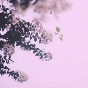 دانلود آهنگ به تار مویت اواره شوم ﺑﻪ شمع روﻳﺖ ﭘﺮواﻧﻪ ﺷﻮم